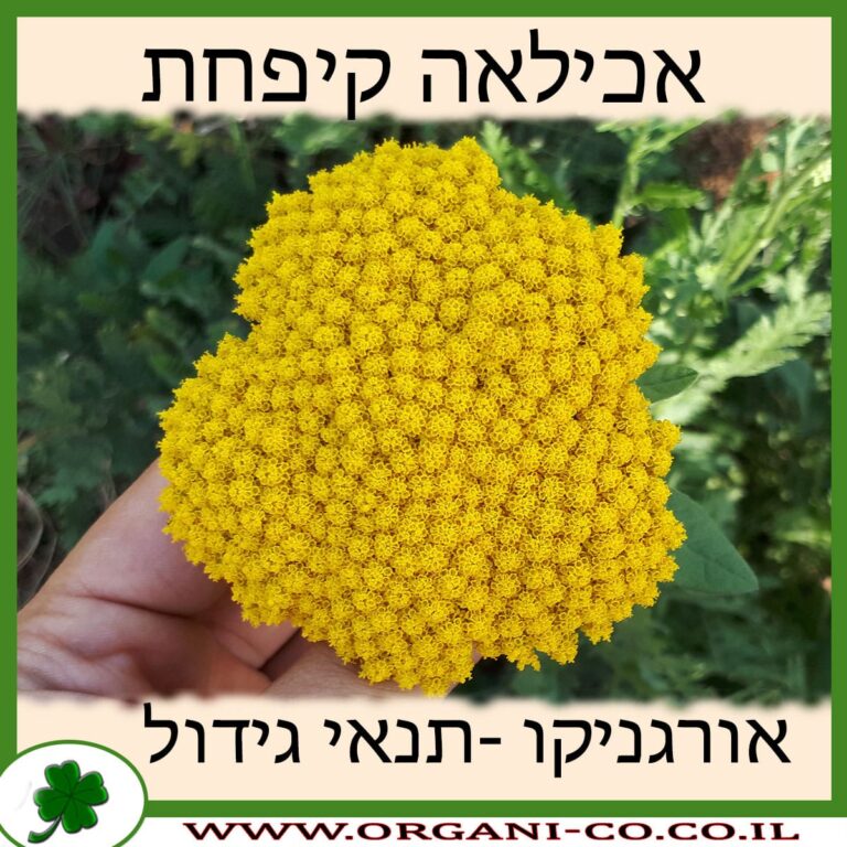 אכילאה קיפחת