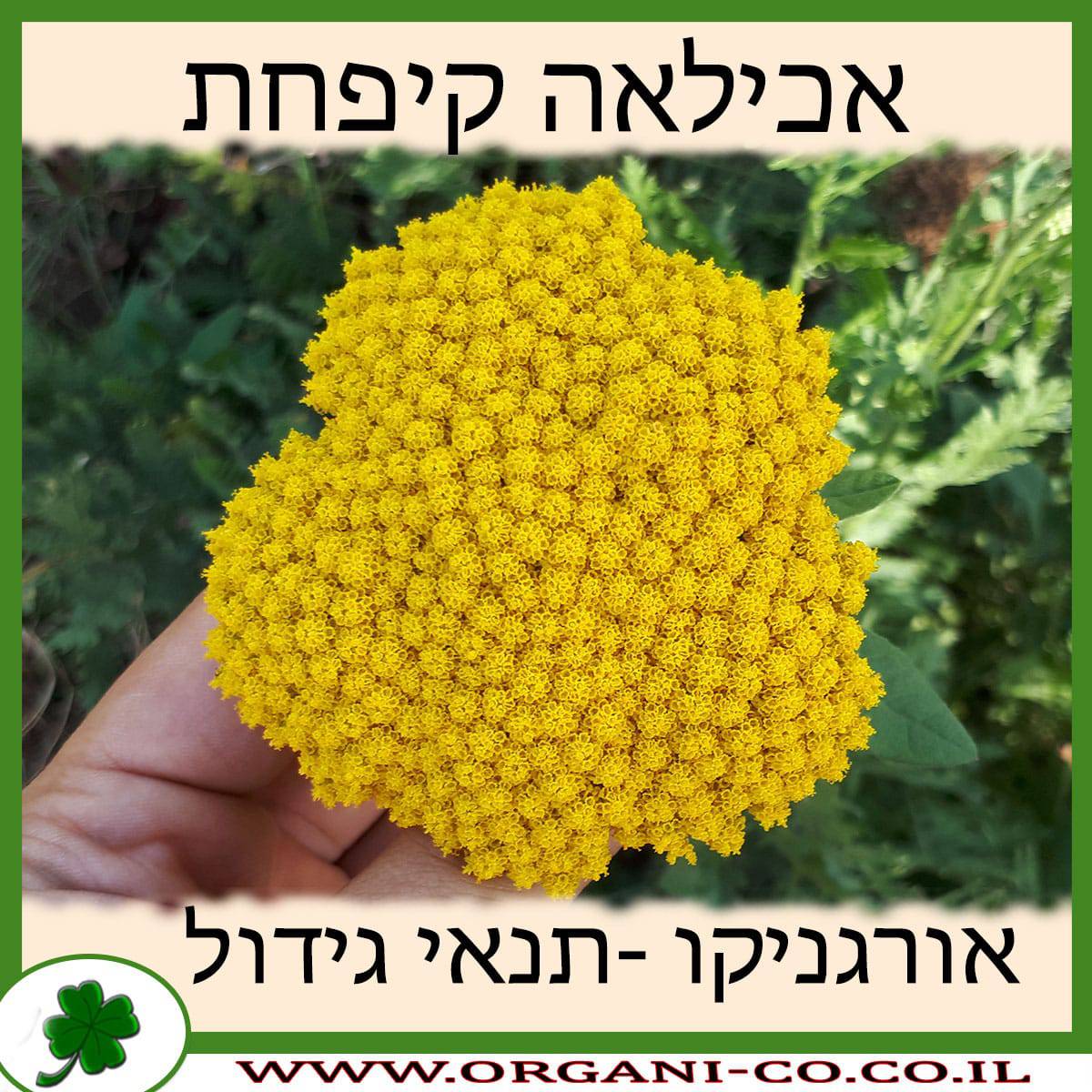 אכילאה קיפחת
