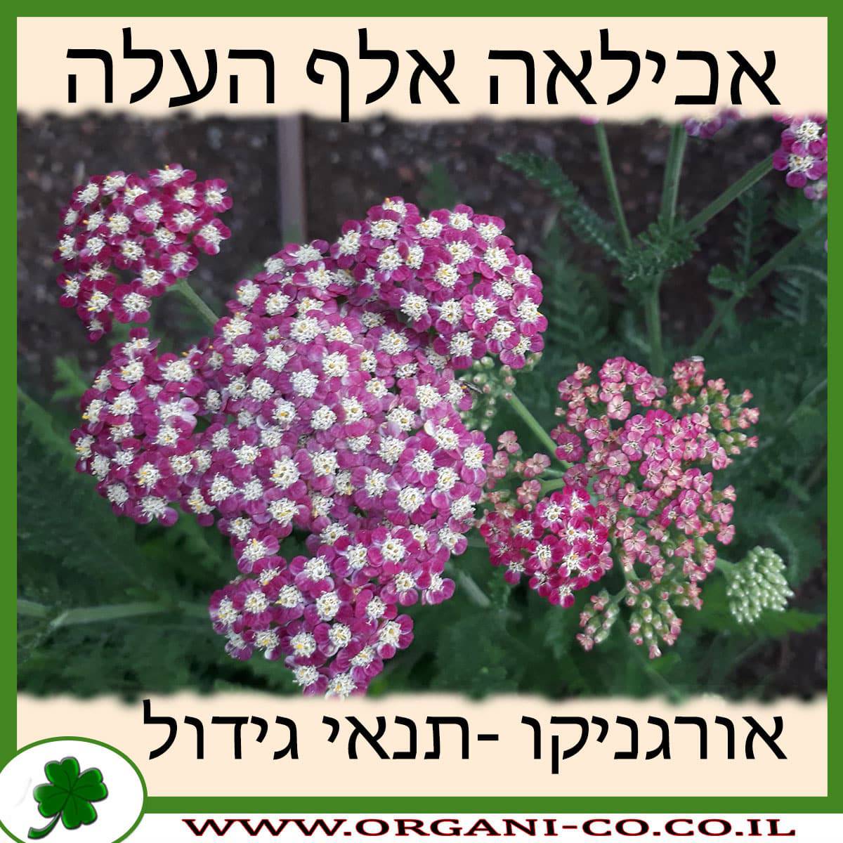 אכילאה אלף העלה