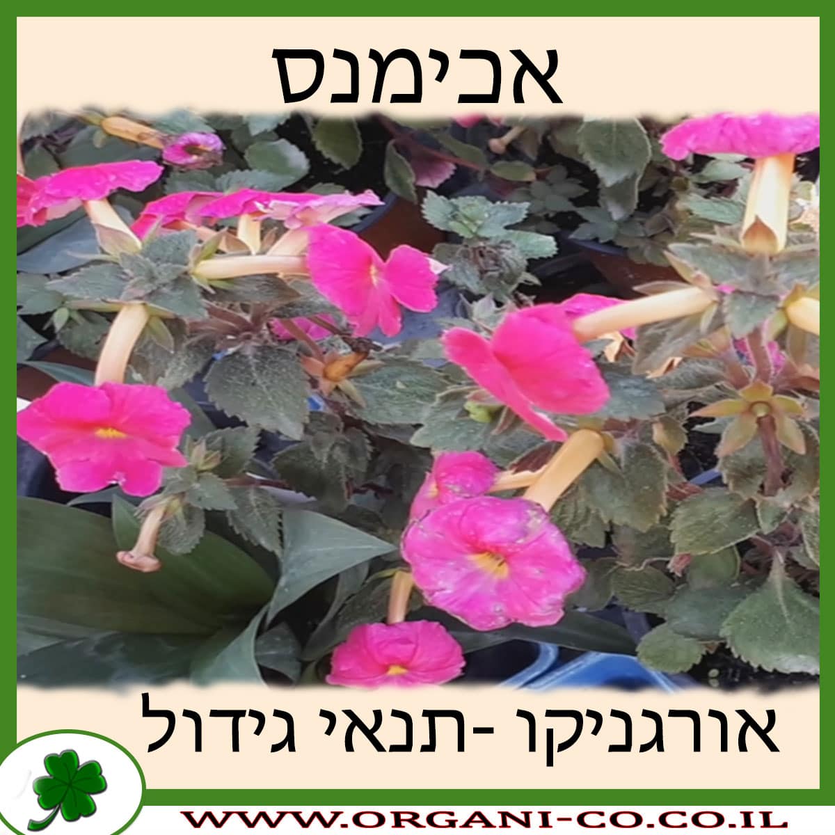 אכימנס תנאי גידול