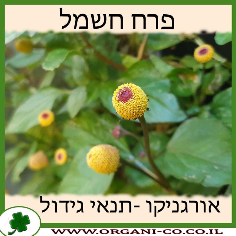 פרח חשמל