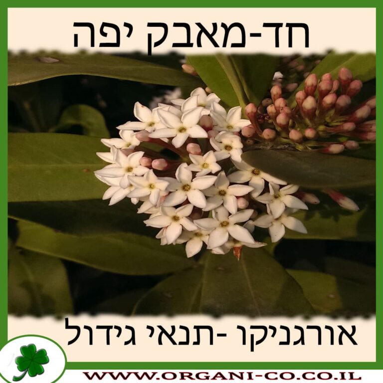 חד-מאבק יפה