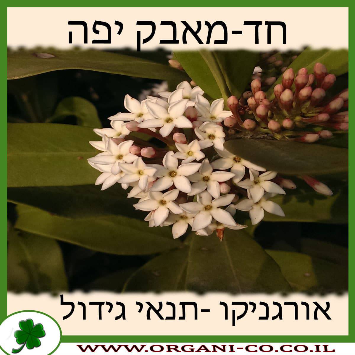 חד-מאבק יפה
