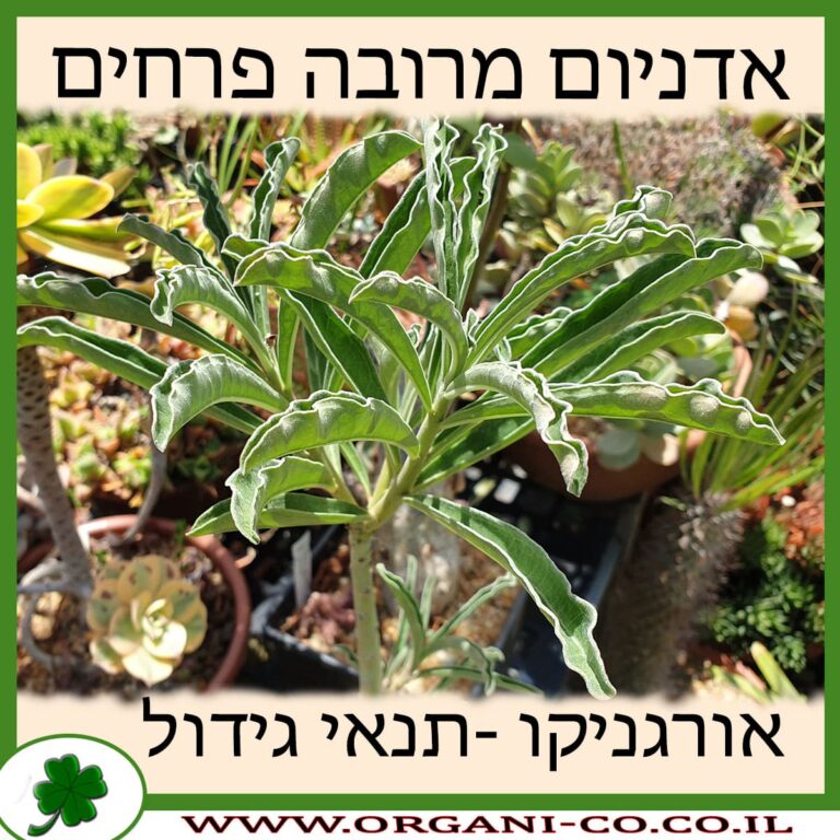 אדניום מרובה פרחים אדניום מרובה פרחים