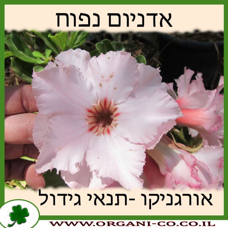 אדניום נפוח אדניום נפוח