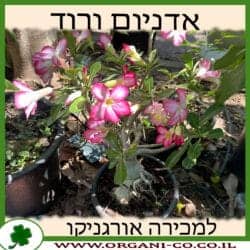 אדניום ורוד 10 ליטר