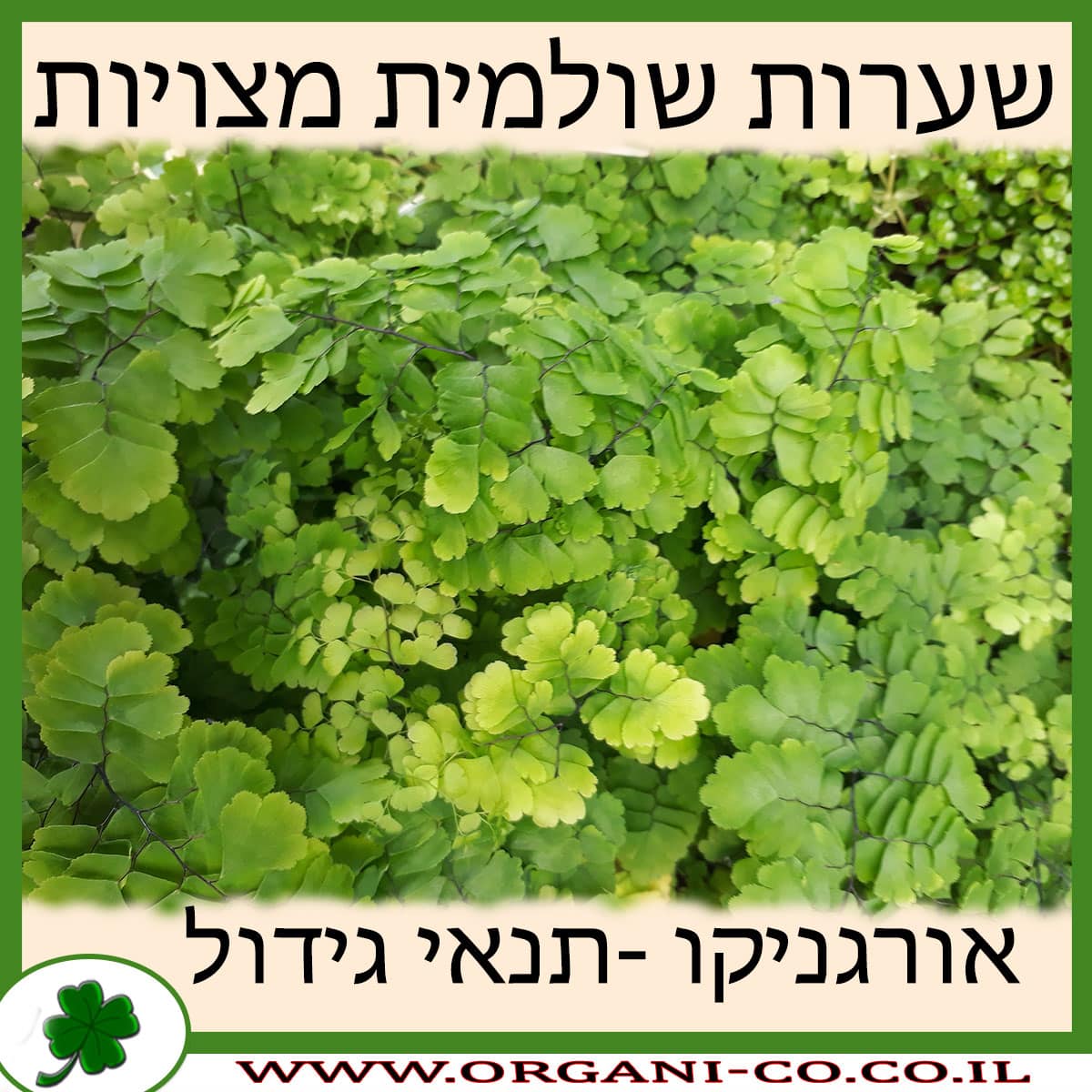 שערות שולמית מצויות