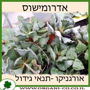 אדרומישוס