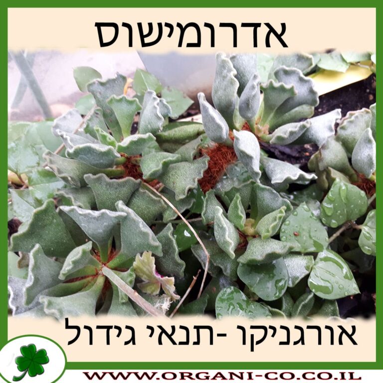 אדרומישוס