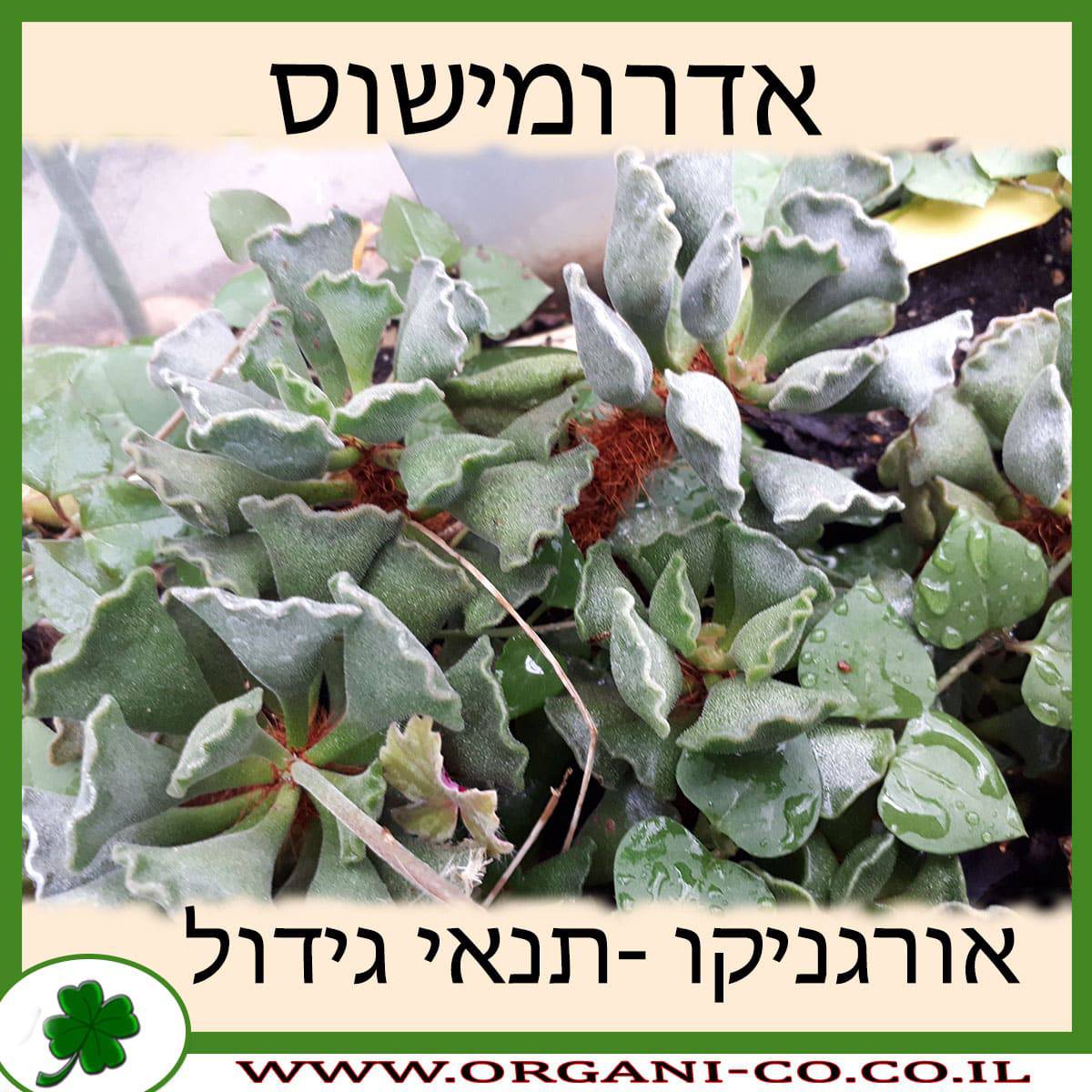 אדרומישוס