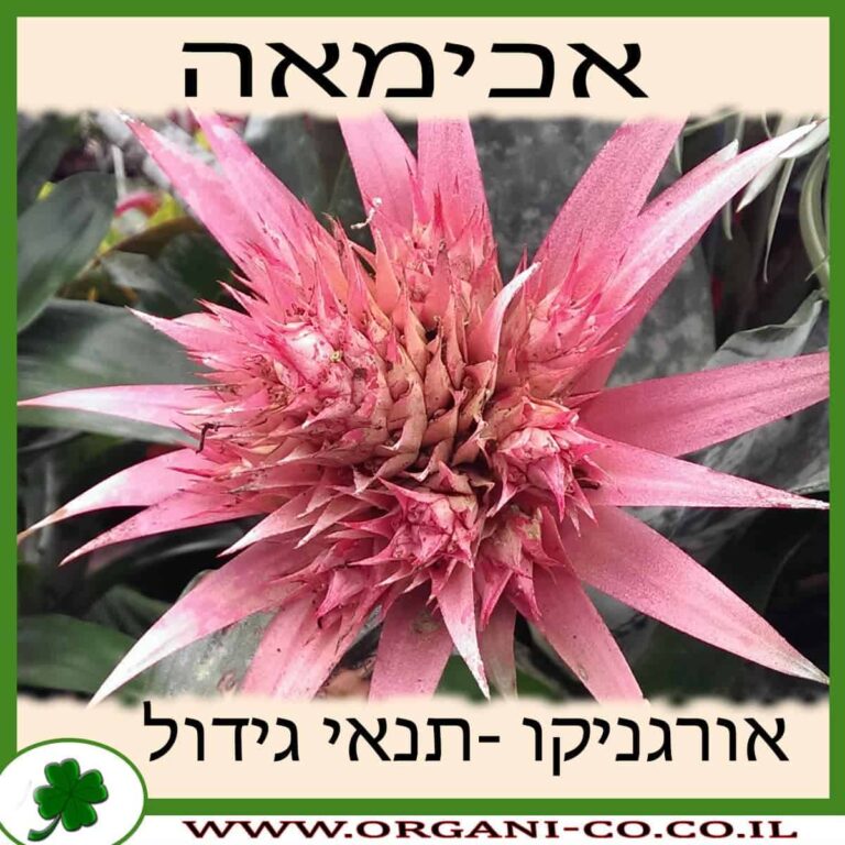 אכימאה אכימאה גידול צמח