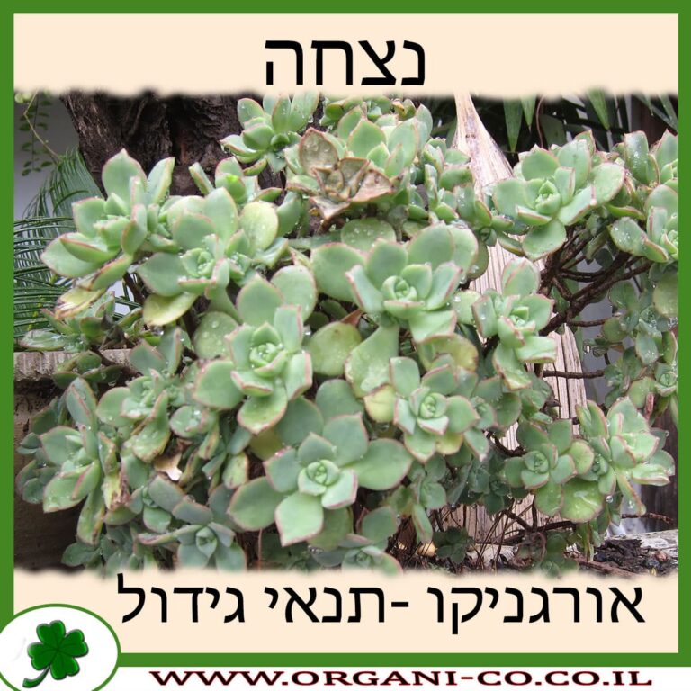נצחה נצחה