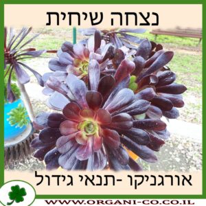 נצחה שיחית