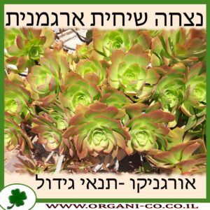 נצחה שיחית ארגמנית