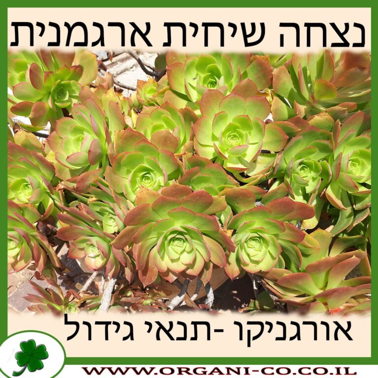 נצחה שיחית ארגמנית נצחה שיחית ארגמנית