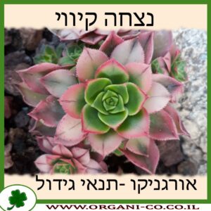 נצחה קיווי