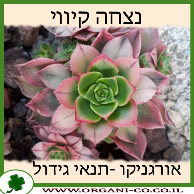 נצחה קיווי נצחה קיווי