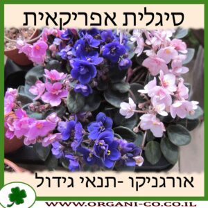 סיגלית אפריקאית