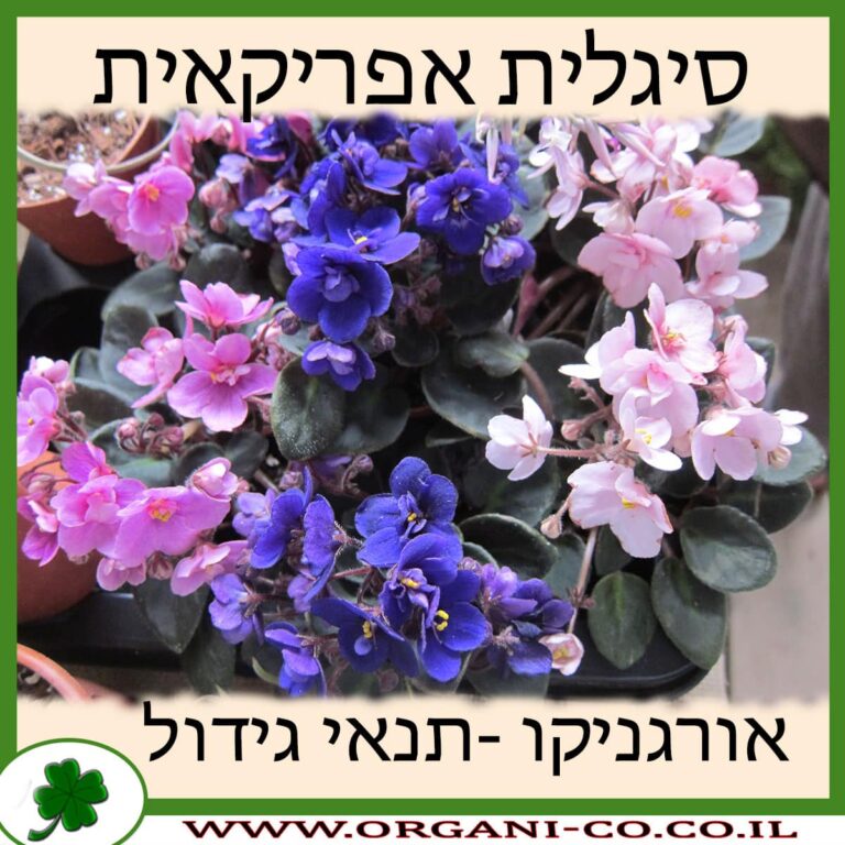 סיגלית אפריקאית סיגלית אפריקאית