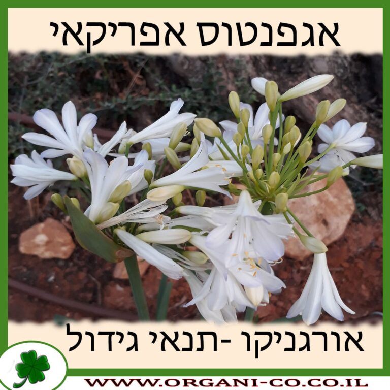 אגפנטוס אפריקאי אגפנטוס אפריקאי