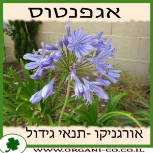 אגפנטוס גידול צמח