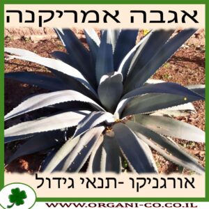 אגבה אמריקנה גידול צמח