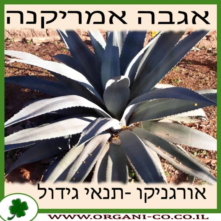 אגבה אמריקנית אגבה אמריקנה גידול צמח