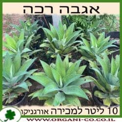 אגבה רכה 10 ליטר