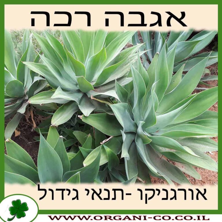 אגבה רכה אגבה רכה גידול צמח