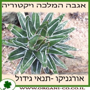 אגבה המלכה ויקטוריה גידול צמח