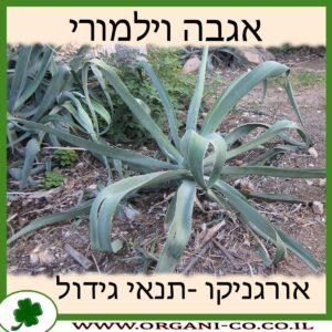 אגבה וילמורי