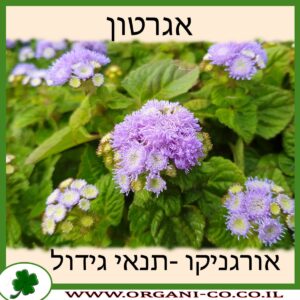 אגרטון