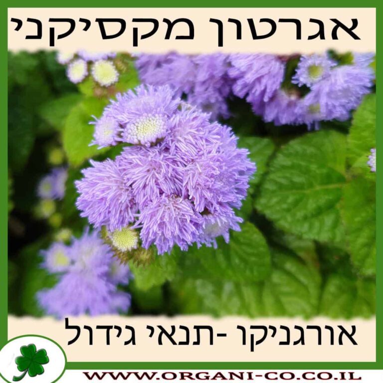 אגרטון מקסיקני אגרטון מקסיקני גידול צמח