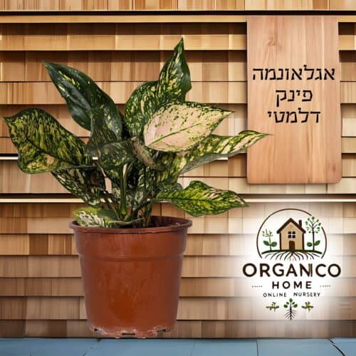אגלאונמה פינק דלמטי למכירה - מחיר