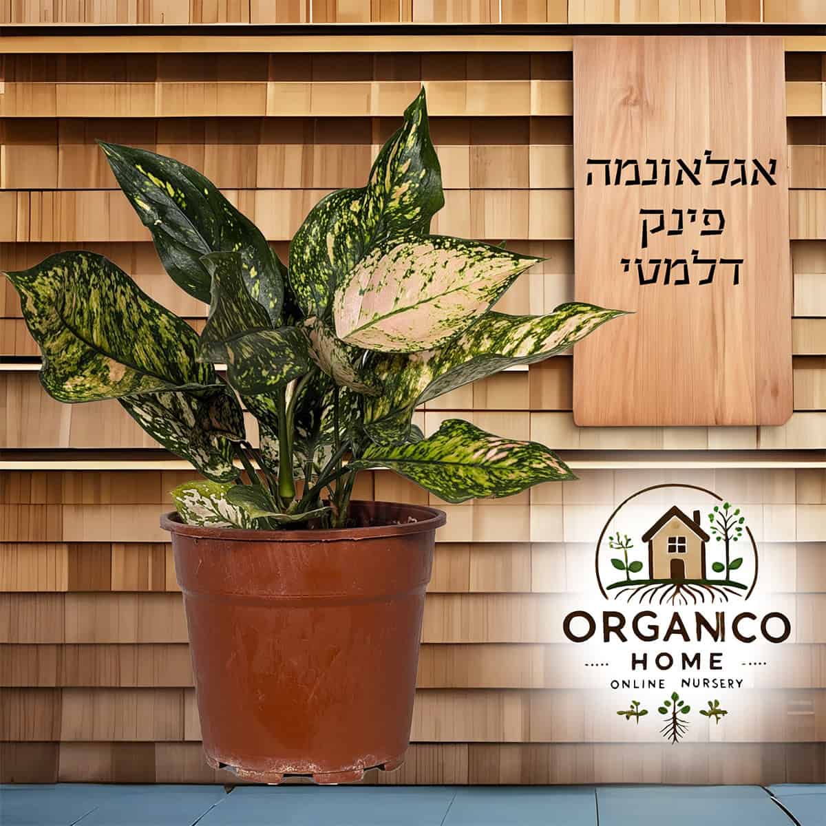 אגלאונמה פינק דלמטי למכירה - מחיר