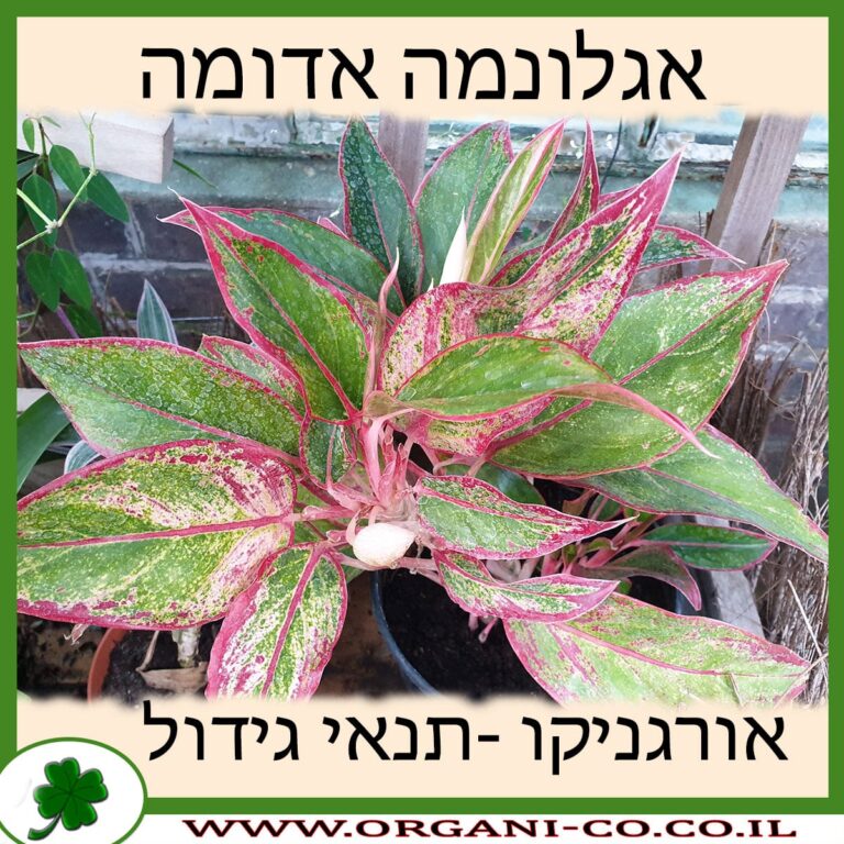 אגלונמה אדומה אגלונמה אדומה