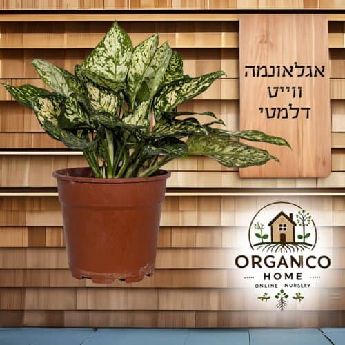 אגלאונמה ווייט דלמטי למכירה - מחיר