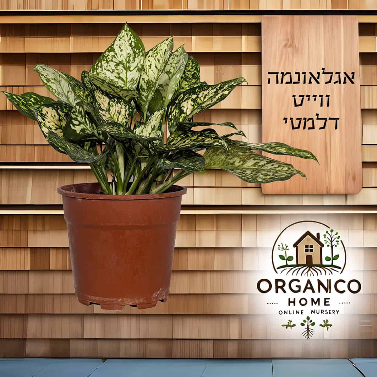 אגלאונמה ווייט דלמטי למכירה - מחיר