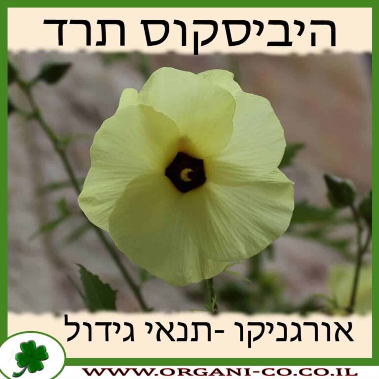 היביסקוס תרד היביסקוס תרד גידול צמח