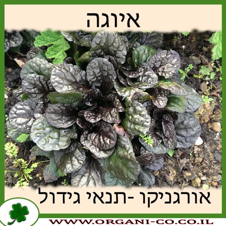איוגה איוגה