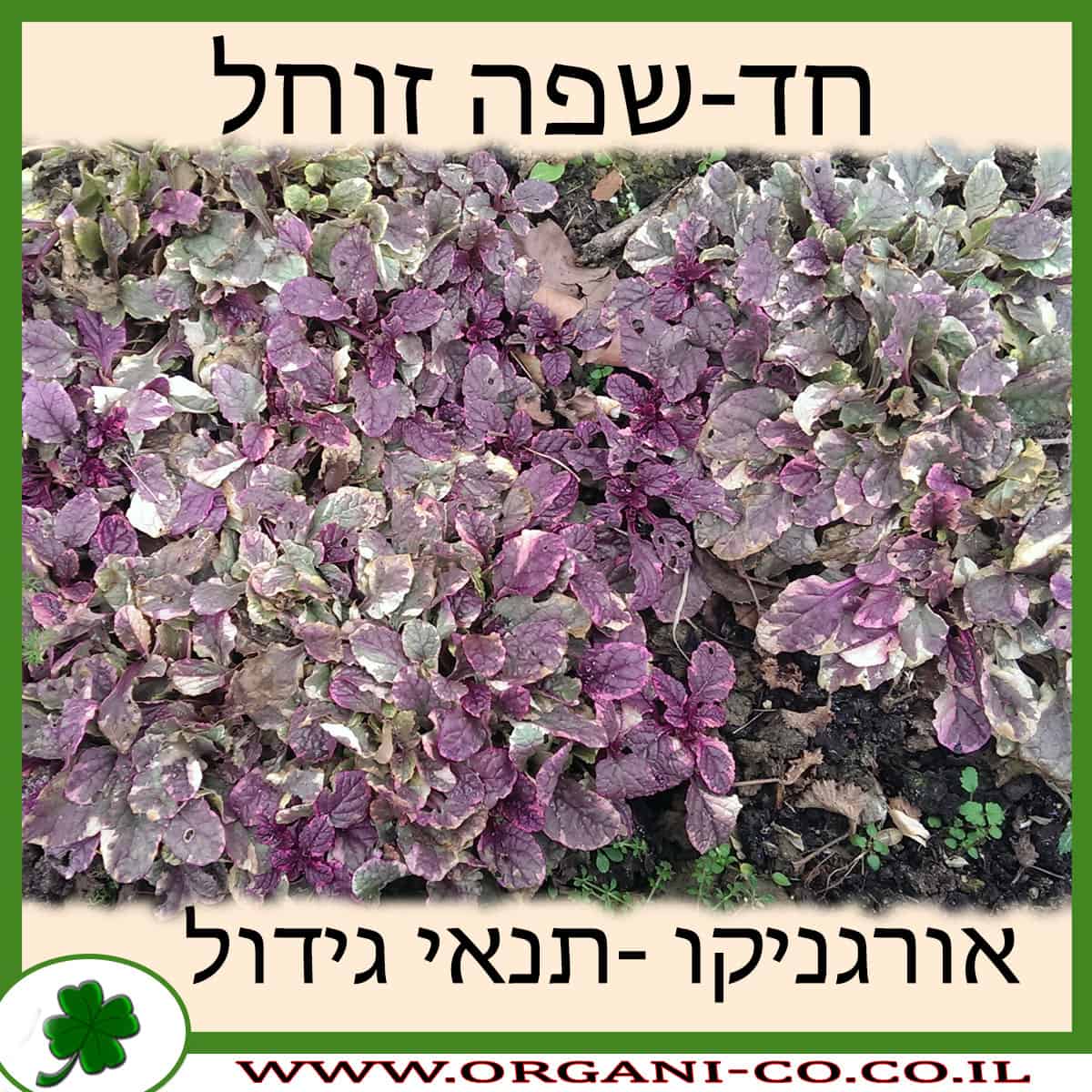 חד-שפה זוחל