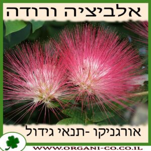 אלביציה ורודה גידול צמח