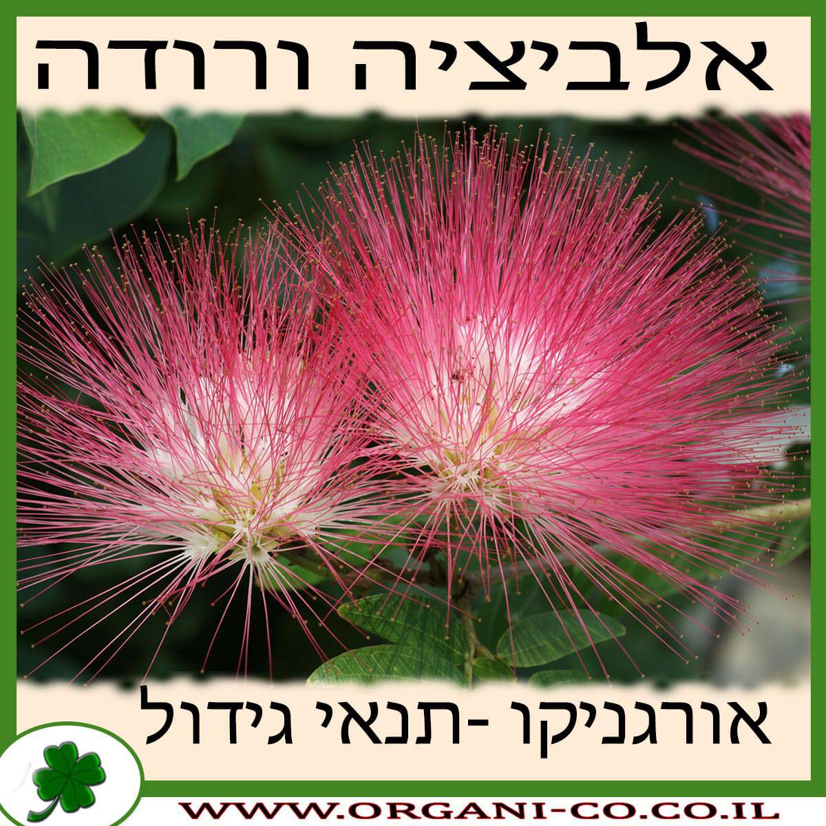 אלביציה ורודה גידול צמח
