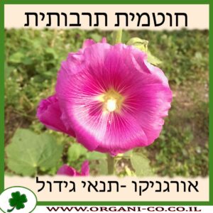 חוטמית תרבותית