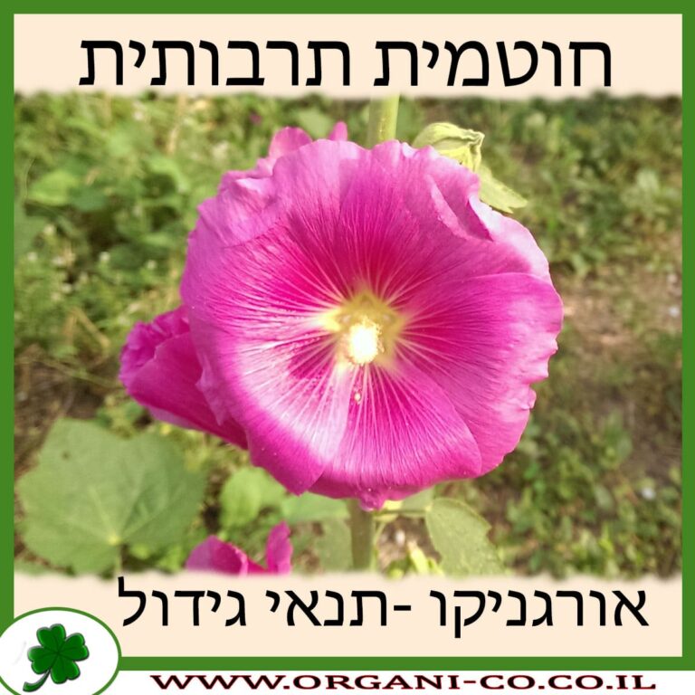 חוטמית תרבותית
