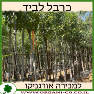 כרבל לביד 50 ליטר למכירה - מחיר