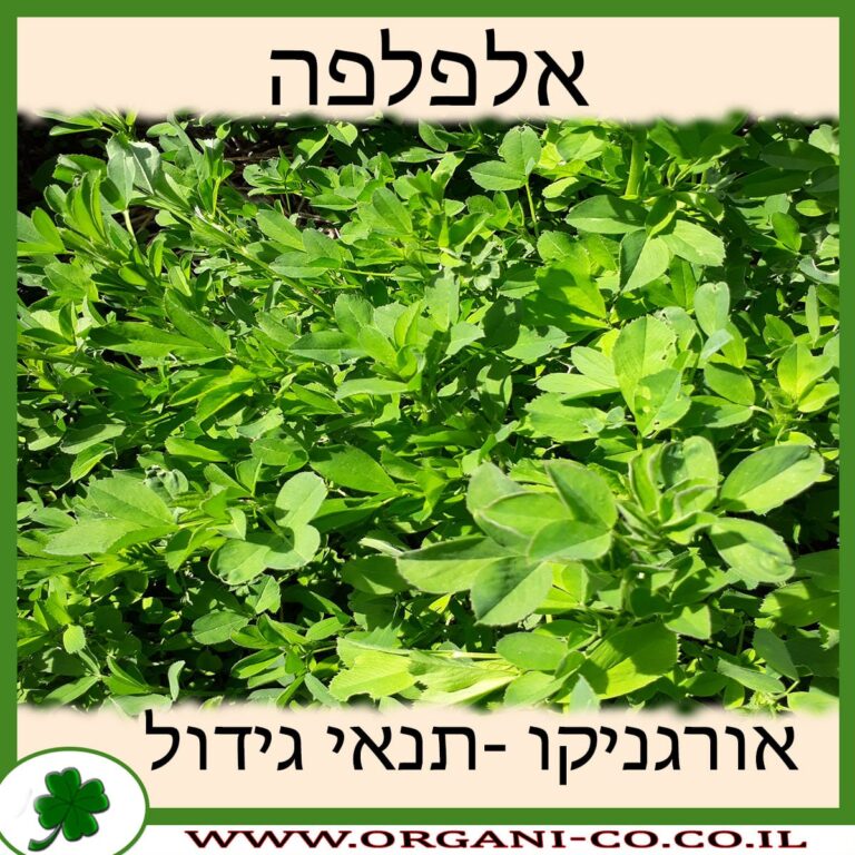 אלפלפה אלפלפה