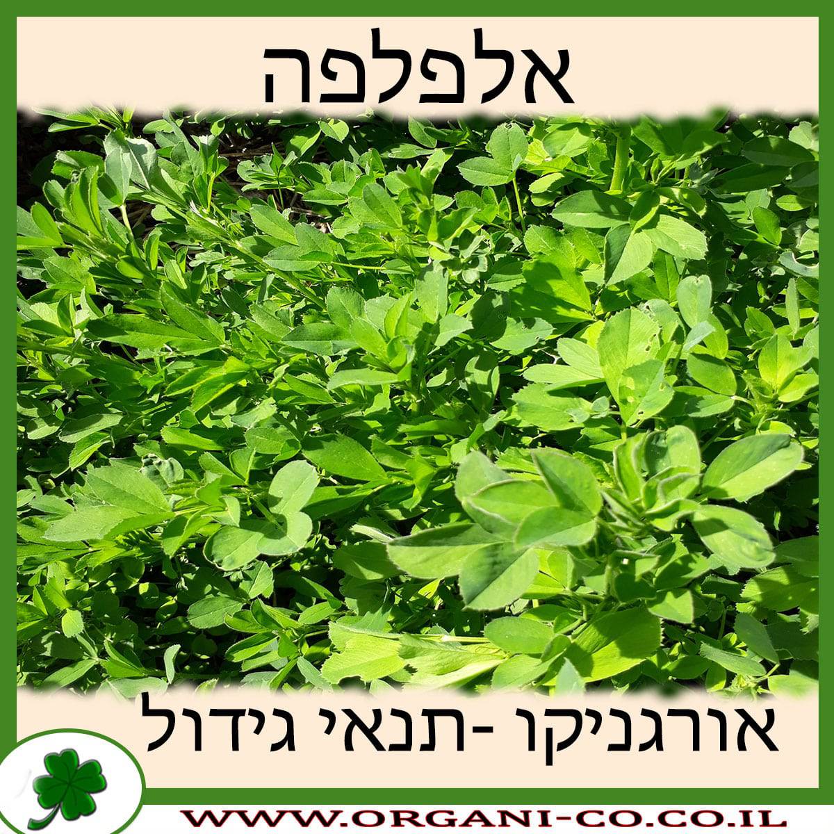 אלפלפה