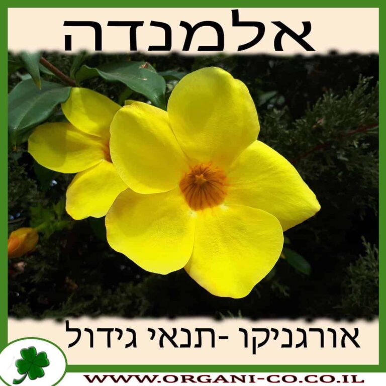 אלמנדה אלמנדה גידול צמח