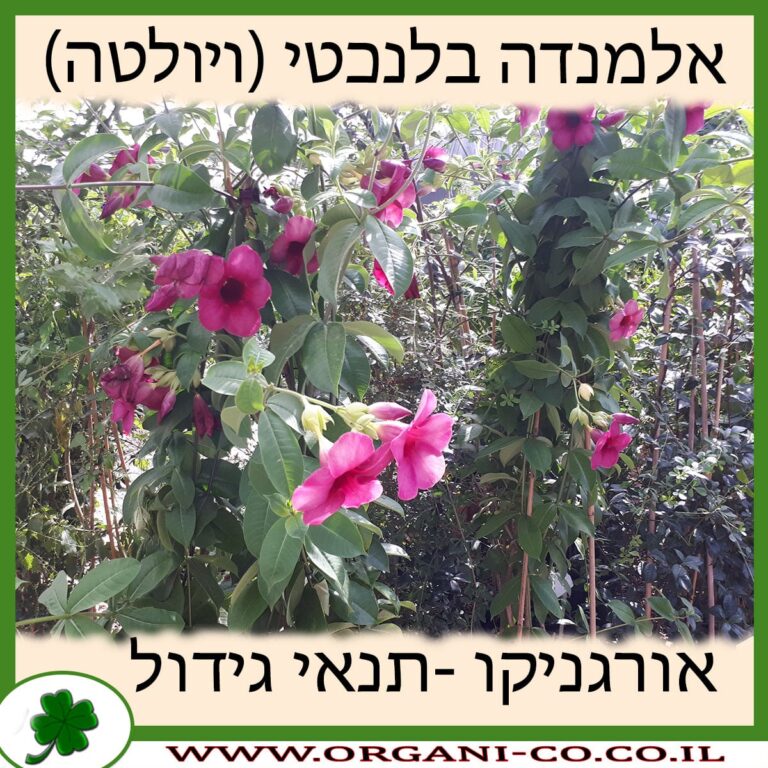 אלמנדה בלנכטי (ויולטה) אלמנדה בלנכטי (ויולטה)